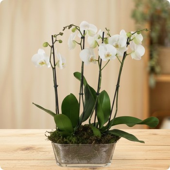 Composición de Orquídeas blancas
