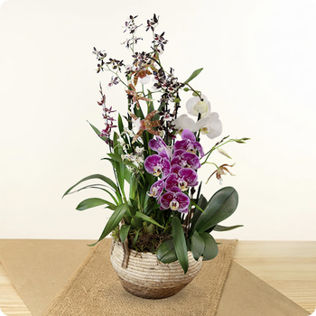 Orquídeas de Excepción