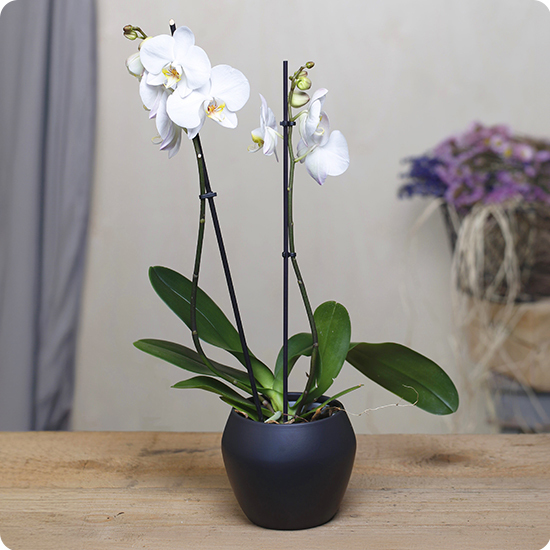 Orchidée à flores blancas 1