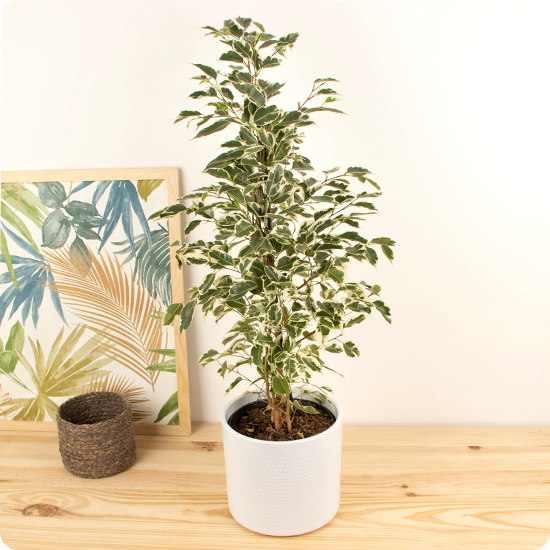 Ficus 1