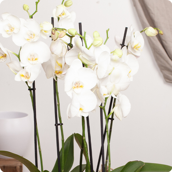 Composición de Orquídeas blancas 2
