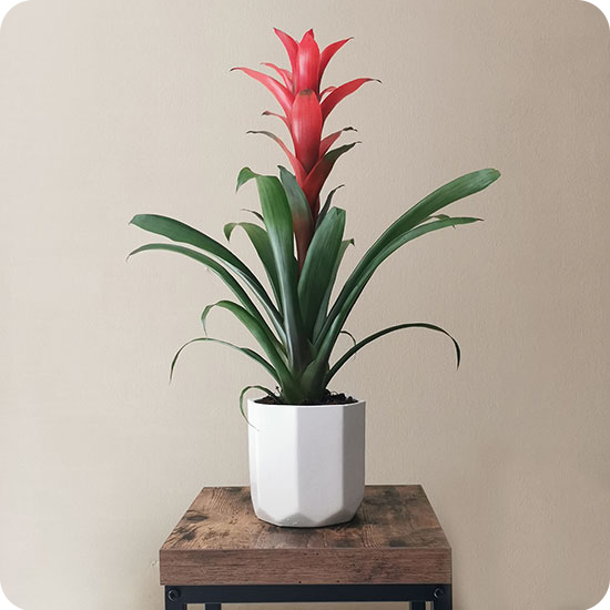 Plante Guzmania 1