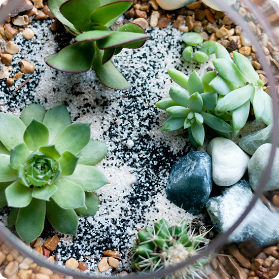 Terrarium del florista 1
