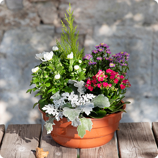 Coupe de plante del florista pour deuil 1