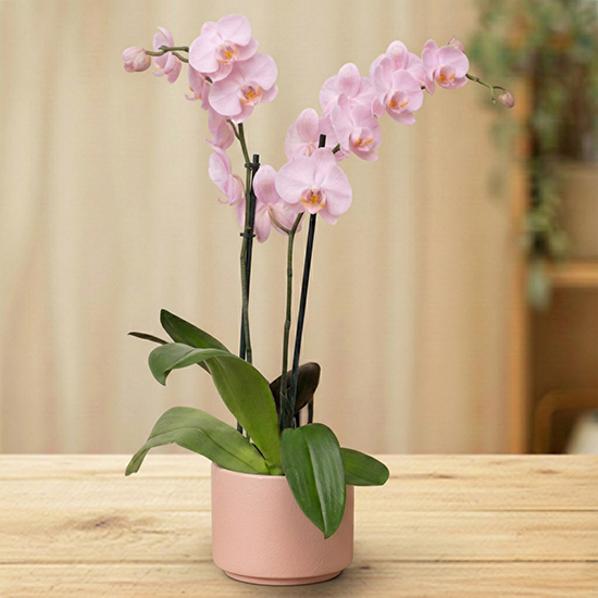 Orchidée rose en pot 1
