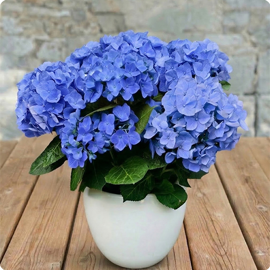 Hortensia en pot 1