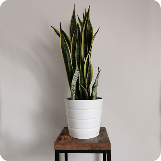 Sansevieria 1