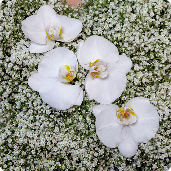 Cruz de duelo Gypsophila y Orquídeas 2
