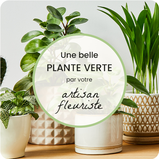 Plante verte del florista 1