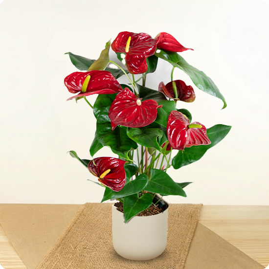 Anthurium rouge en pot 1
